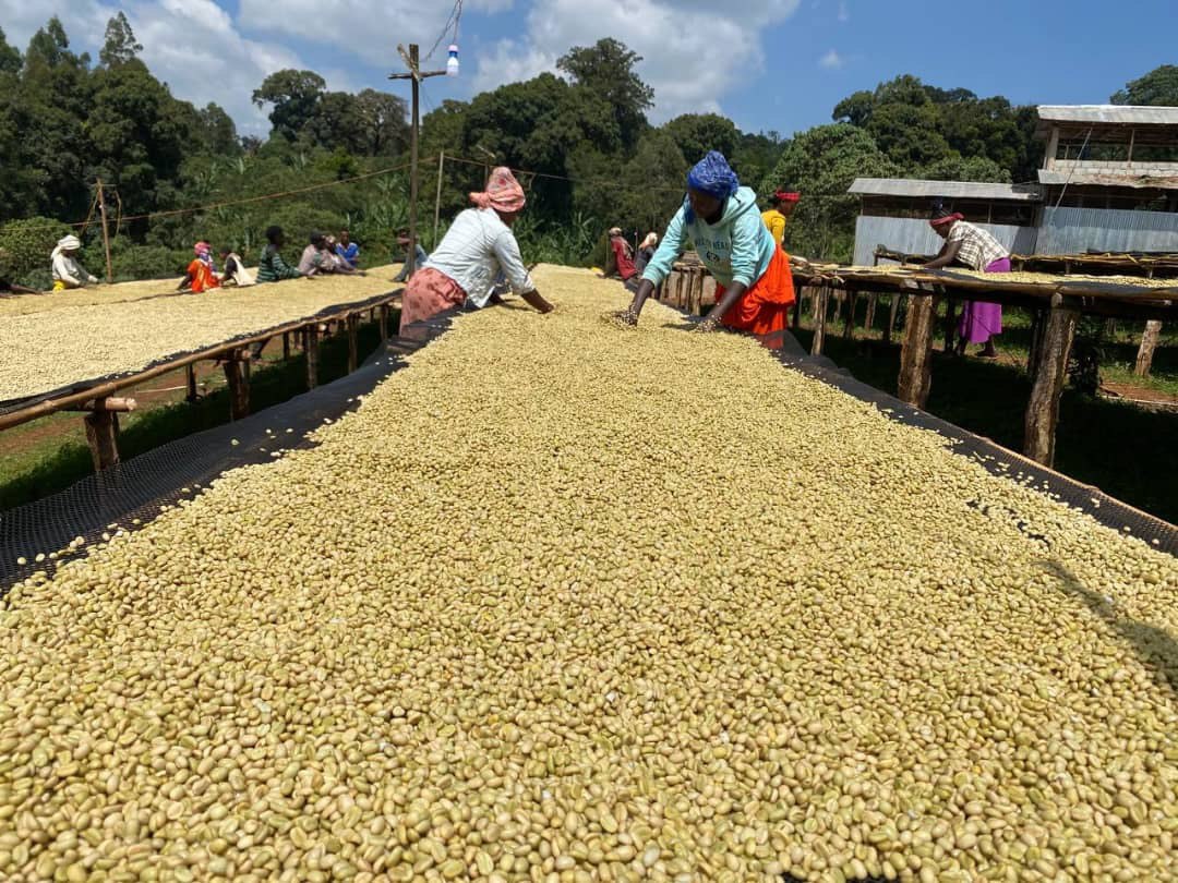 Guji Coffee Farm
